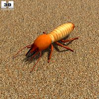 Termite