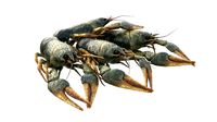 Crawfishes