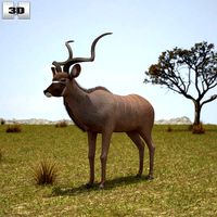 Greater Kudu