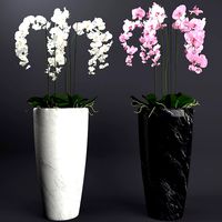 Floor staning orchid plant