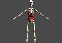 Skeletton with organs