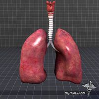 Lungs and Throat Larynx