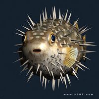 3DRT - Sealife - Puffer fish