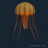 3DRT - Sealife - Jelly FIsh