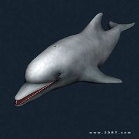 3DRT - Sealife - Dolphin