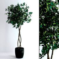 Schefflera Big