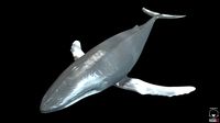 Rigged Humpback Whale