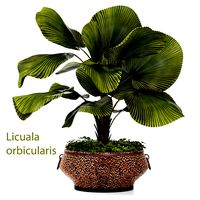Licuala palm