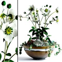 Hellebores and succulents in bowl
