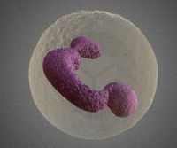 Neutrophil leukocyte blood cell