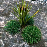 Grass bush