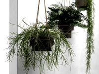 Hanging Pots with Plants