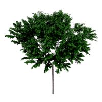 Common Ash Fraxinus excelsior 13m 2