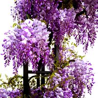 Wisteria Arch