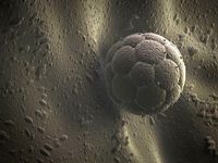 Embryo And Womb