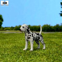 Dalmatian Puppy