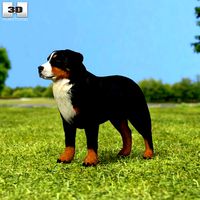 Bernese Mountain Dog