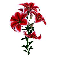 Lily pink tiger
