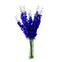 Delphinium blue