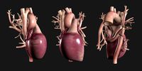 Human Heart