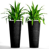 Asplenium nidus