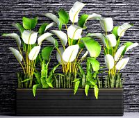 Collection plants