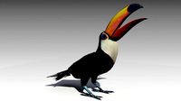 Toucan Animated