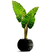 Alocasia macrorrhiza 4