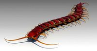 Centipede