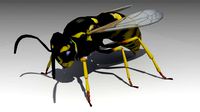 Wasp Animated