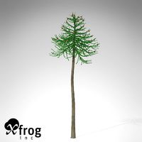 XfrogPlants Araucaria