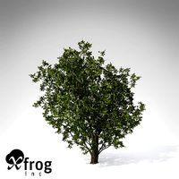 Common Hawthorn