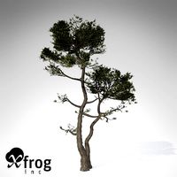 XfrogPlants Monterey Cypress