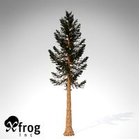 XfrogPlants Giant Sequoia