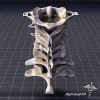 Human Cervical Vertebrae