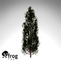 XfrogPlants Western Larch