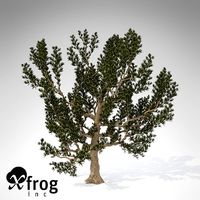 XfrogPlants Pinyon Pine