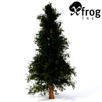 Western Red Cedar Medium