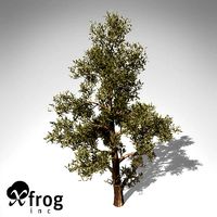 XfrogPlants Western Juniper