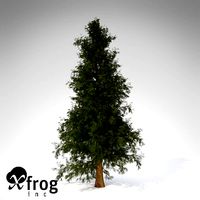 XfrogPlants Western Red Cedar