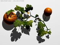 Pumpkin 3D Model