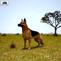 German Shepherd
