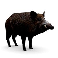 Wild boar Animated