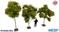 Prosopis Cineraria Trees Optimized