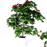 Hibiscus Plants - 3 Variations