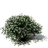 XfrogPlants Orange Jasmine