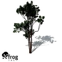 XfrogPlants Brigalow