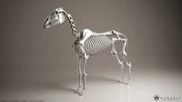 3D Horse Skeleton