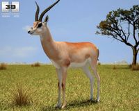 Grant fs Gazelle Nanger Granti 3D Model