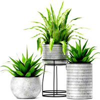 Asplenium and Agave